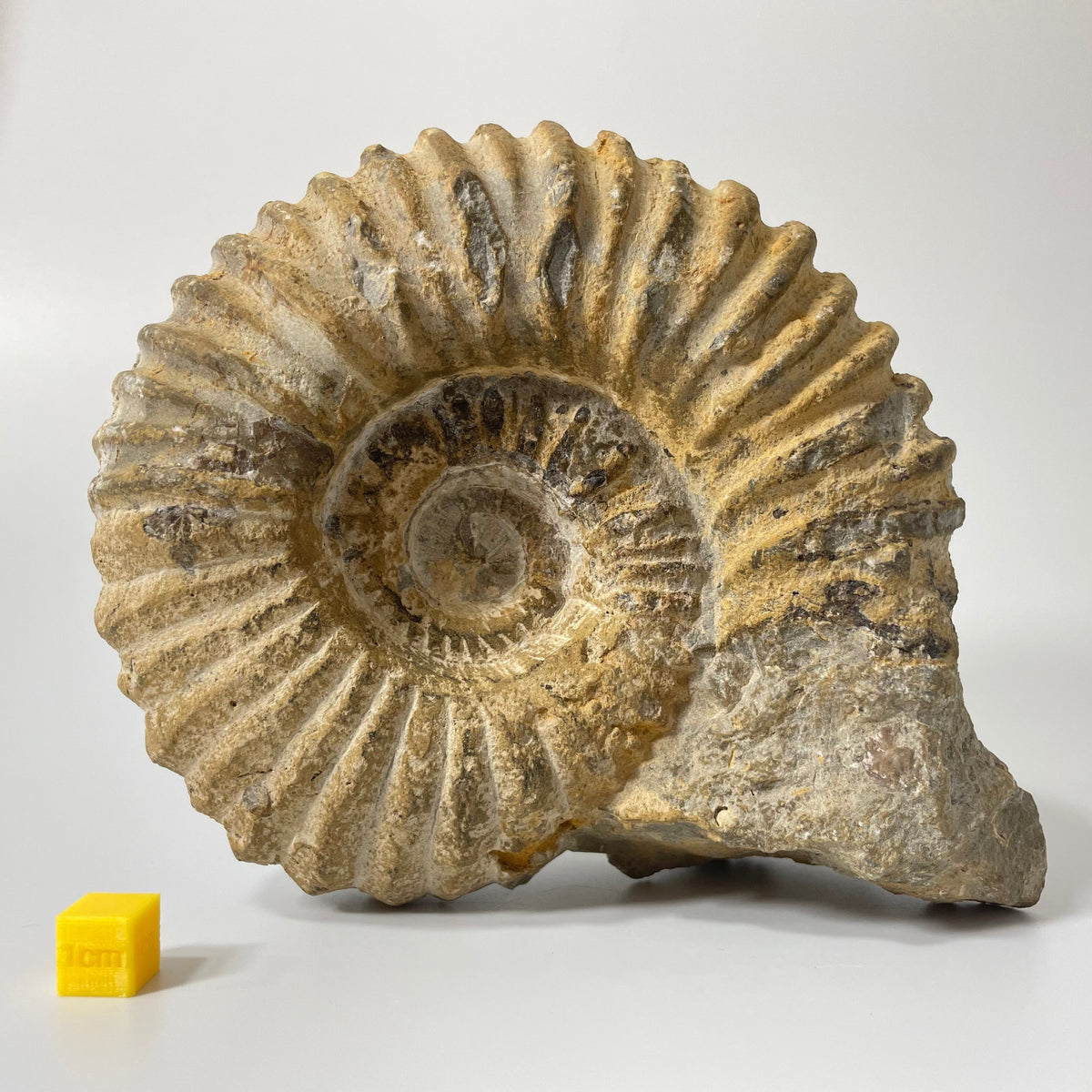 Ammonites
