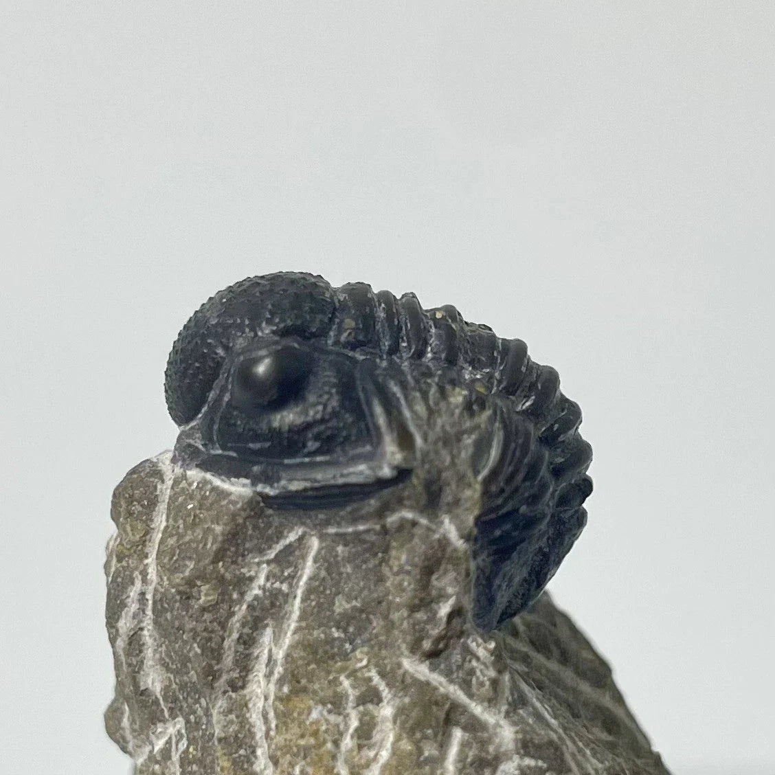 Trilobites