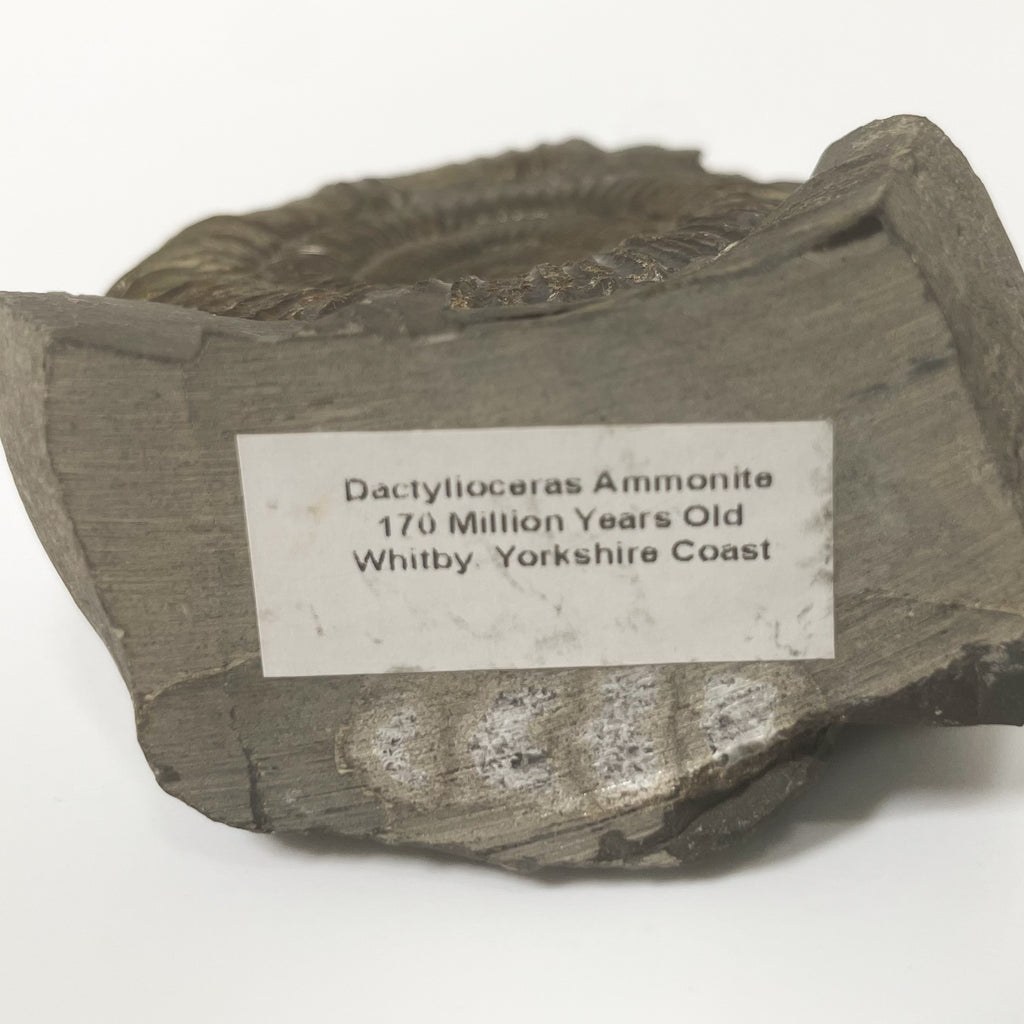 Dactylioceras Ammonite - Whitby