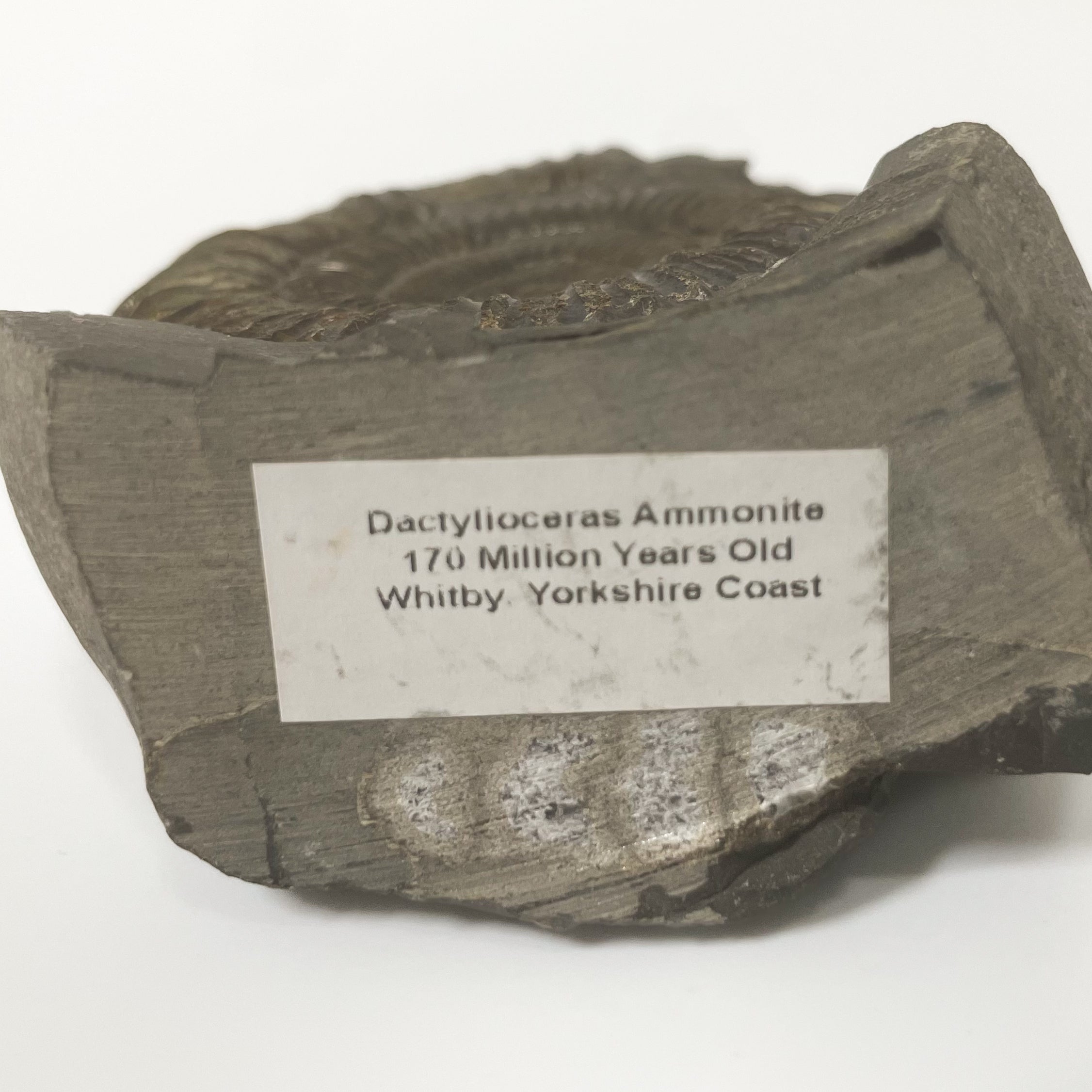 Dactylioceras Ammonite - Whitby