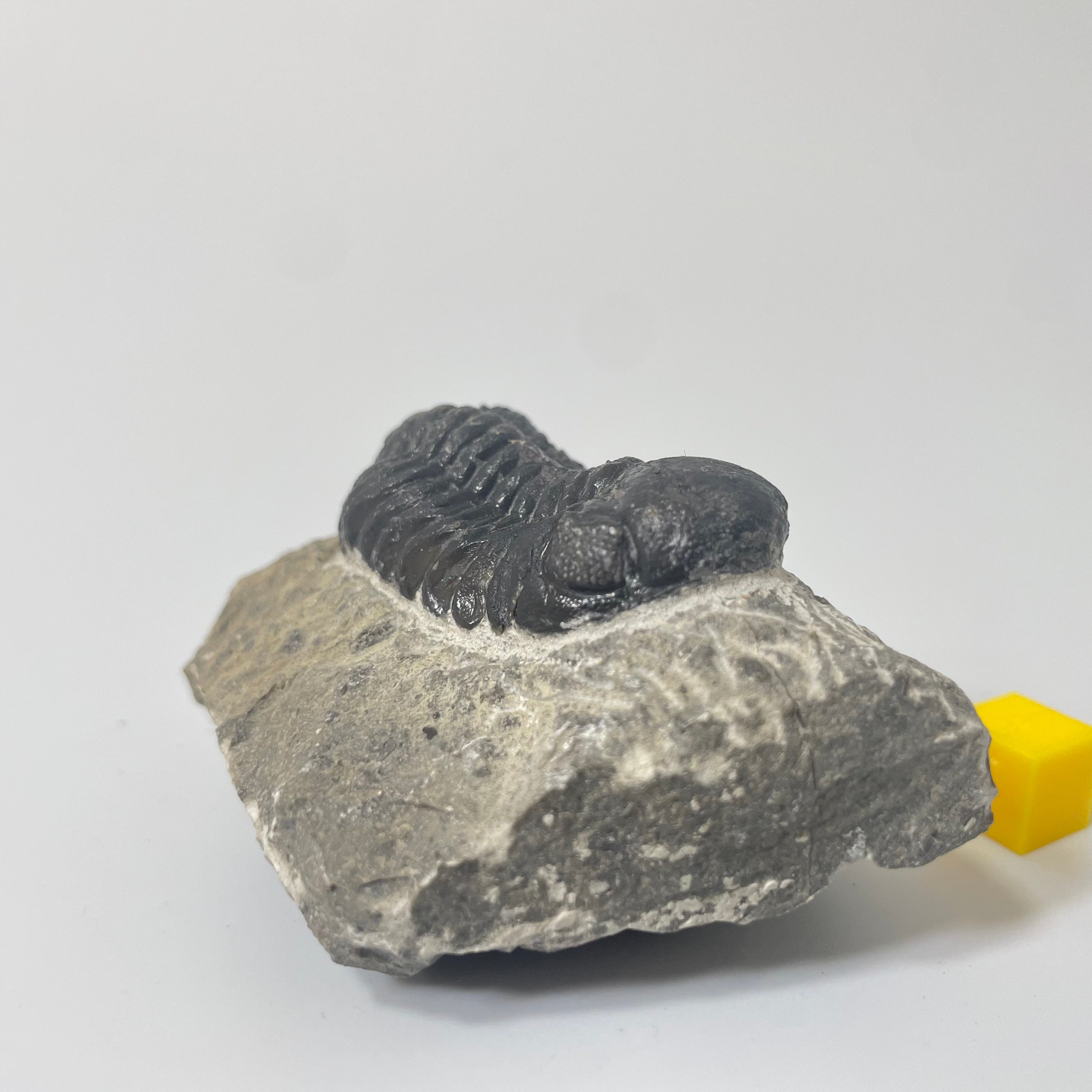 Phacops Trilobite
