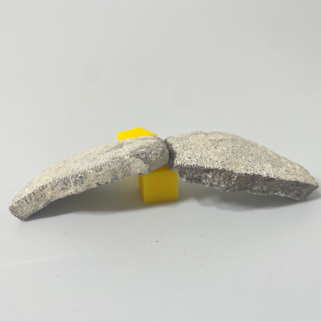 Titanosaur Eggshell Fragment (1 Piece)