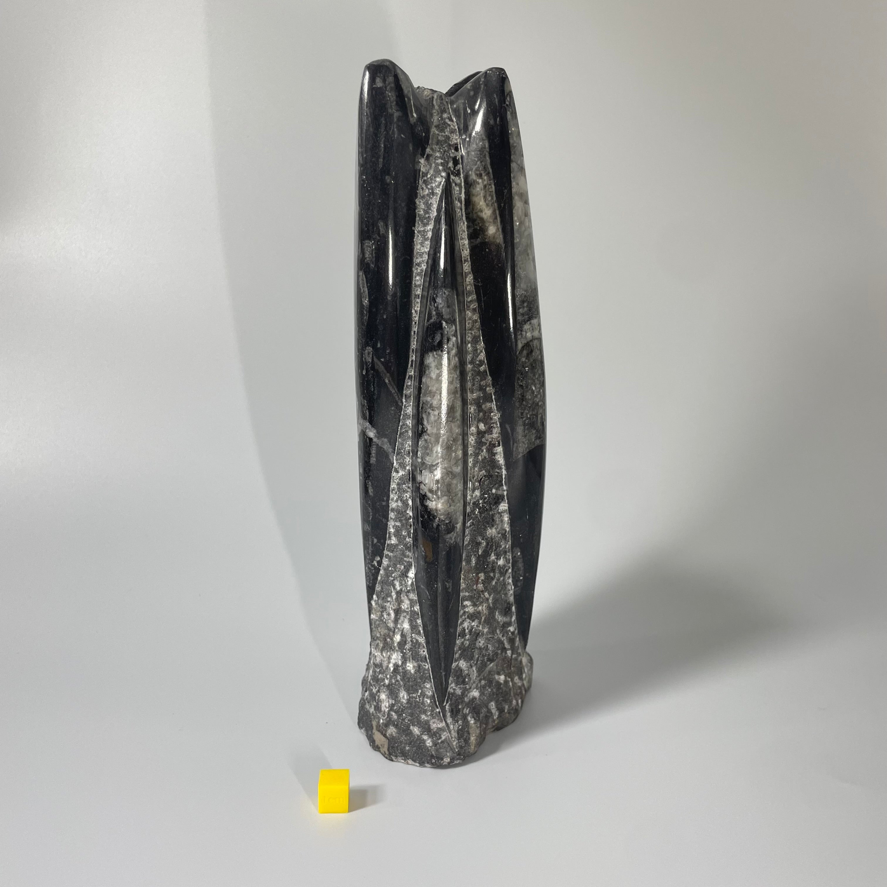 Orthoceras Polished Statue 24cm
