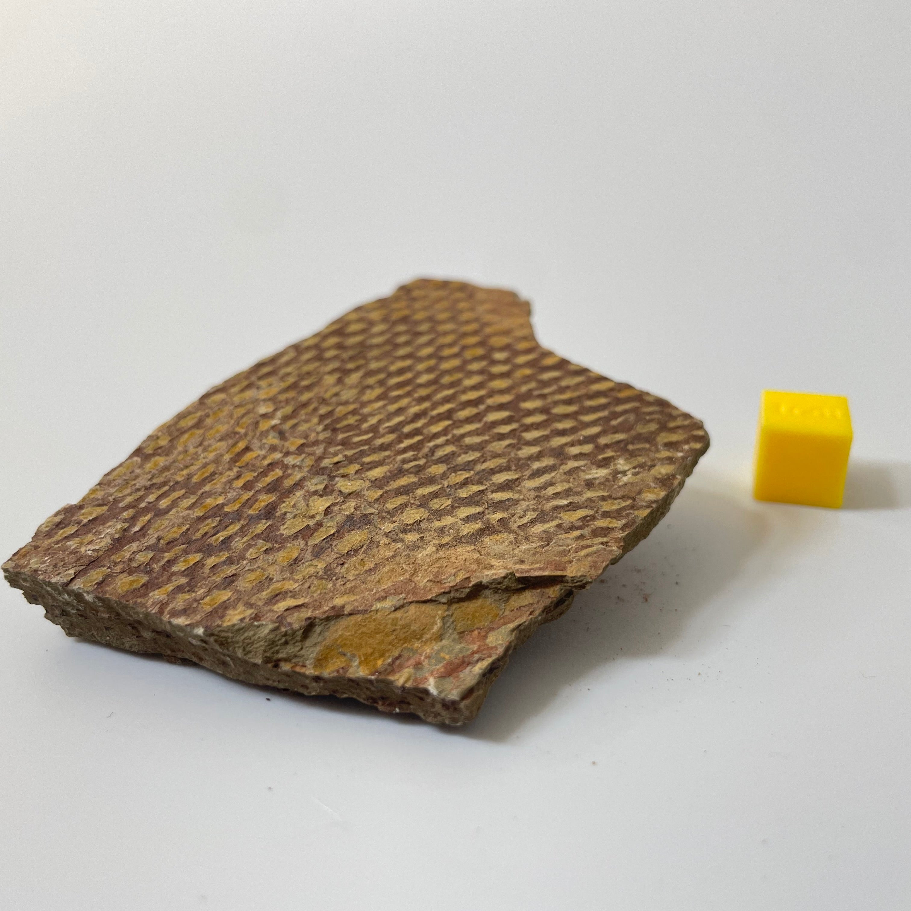Graptolite Fan