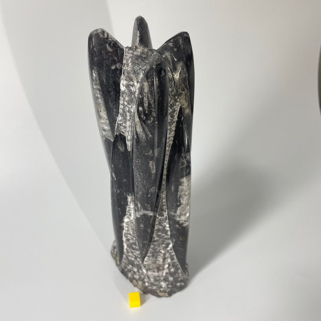 Orthoceras Polished Statue 24cm