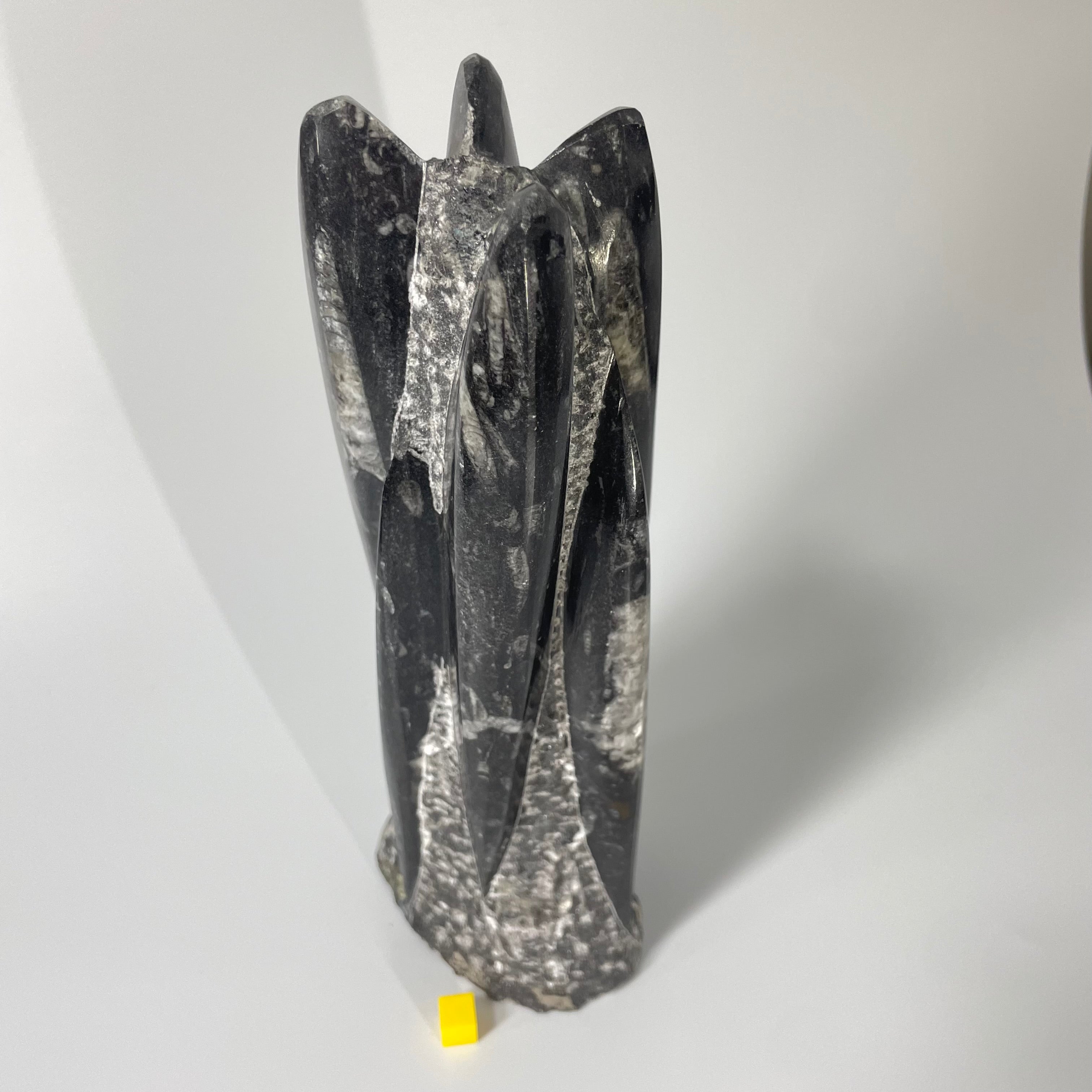 Orthoceras Polished Statue 24cm