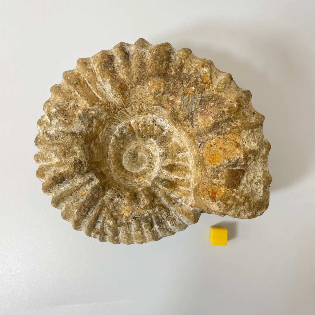 Ammonite From Agadir Morocco