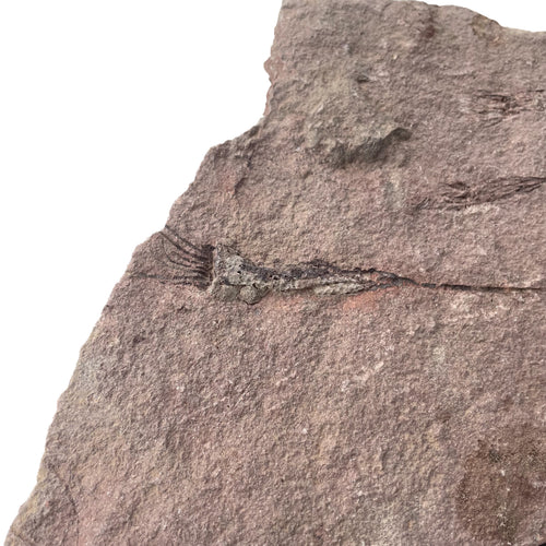 Ascocystites Eocrinoids - With Stand