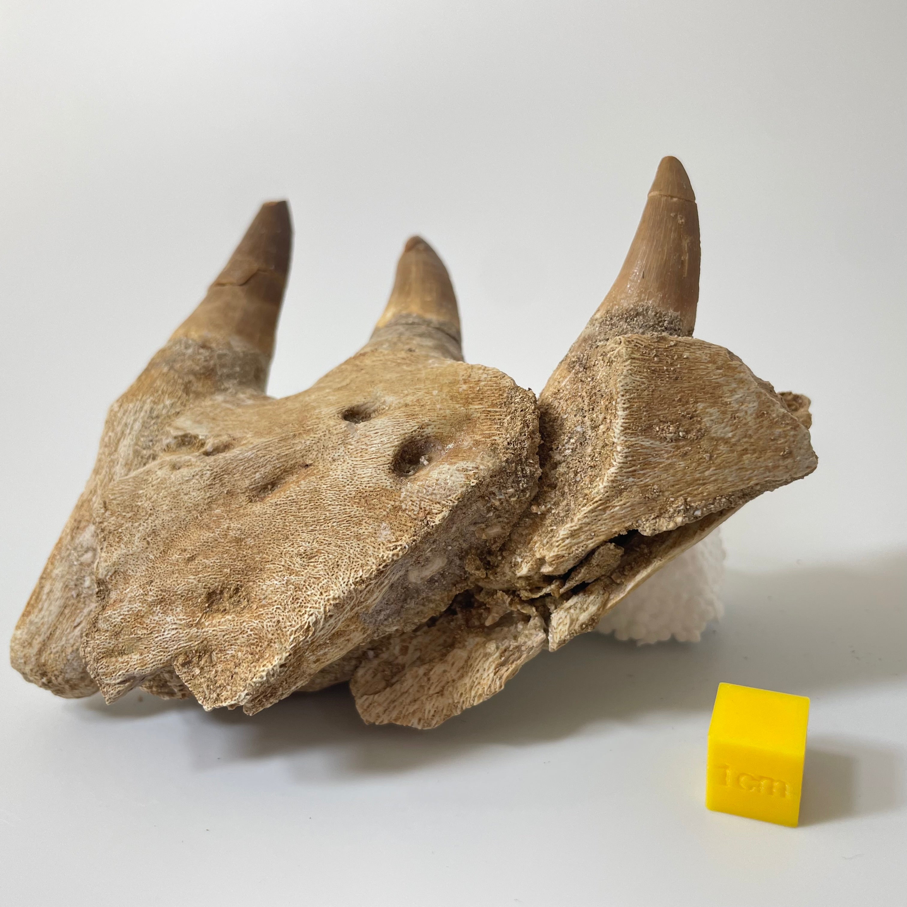 Mosasaur Jaw Section