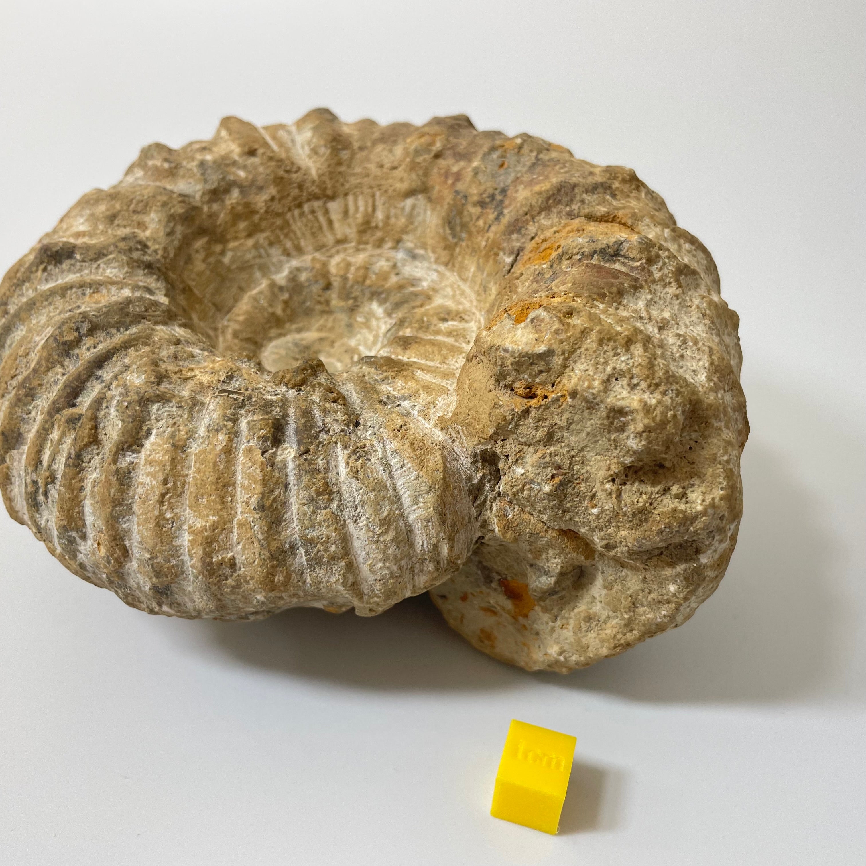 Ammonite From Agadir Morocco
