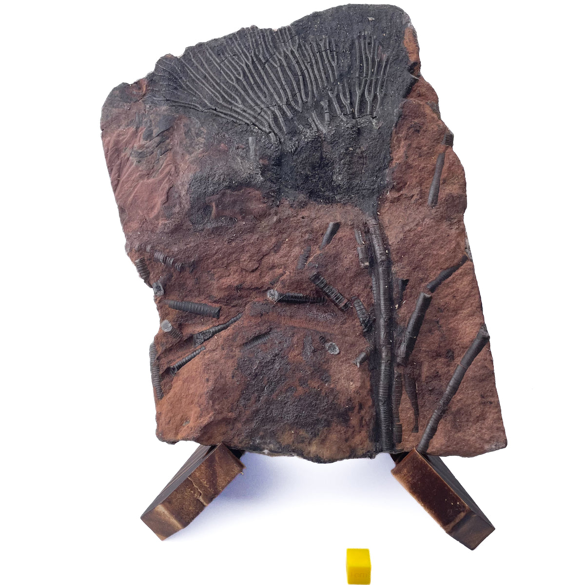 Crinoid Head - Mahoumacrinus - With Stand