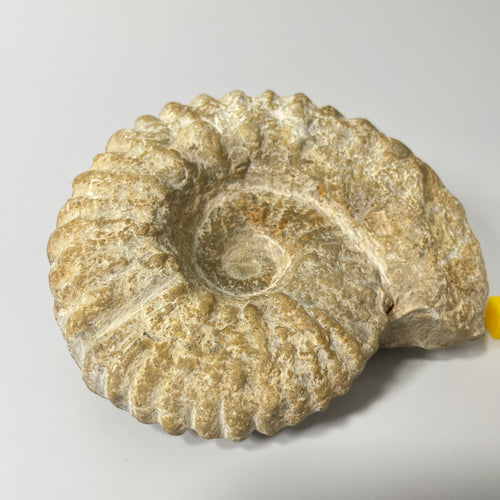 Ammonite From Agadir Morocco