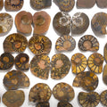 Polished Ammonite Pairs