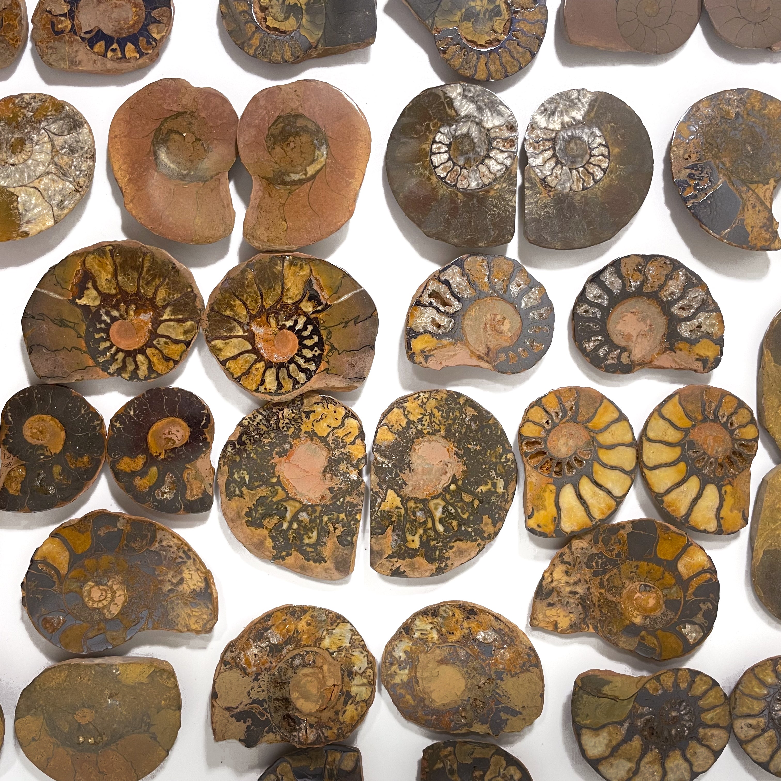 Polished Ammonite Pairs