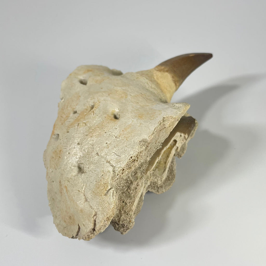 Mosasaur Jaw Section with Unerupted Tooth