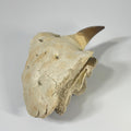Mosasaur Jaw Section with Unerupted Tooth
