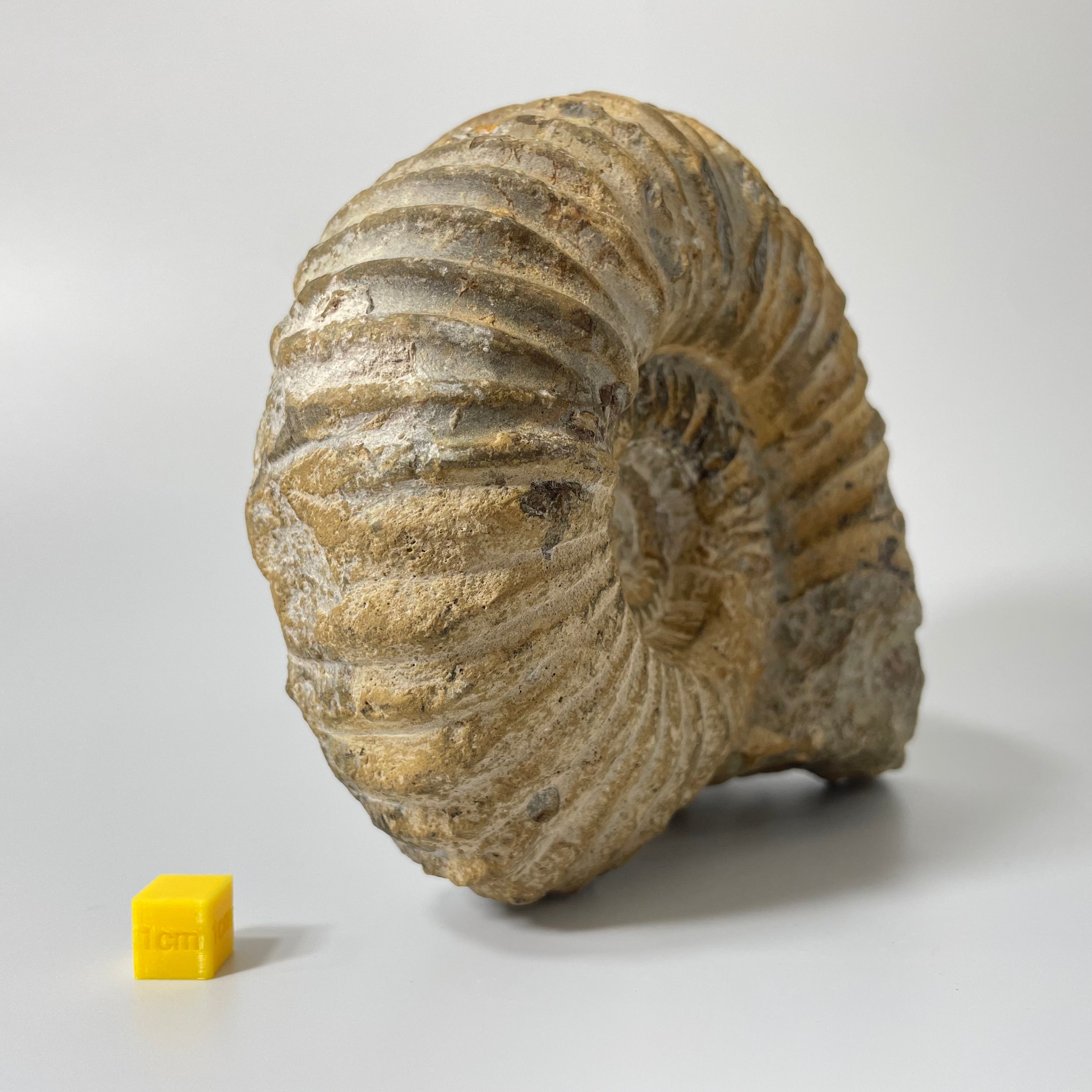 Large Ammonite From Agadir Morocco