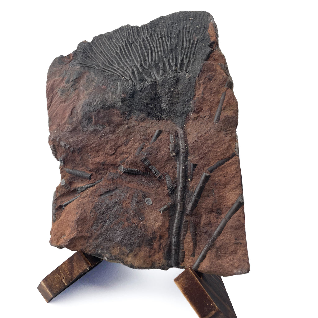 Crinoid Head - Mahoumacrinus - With Stand
