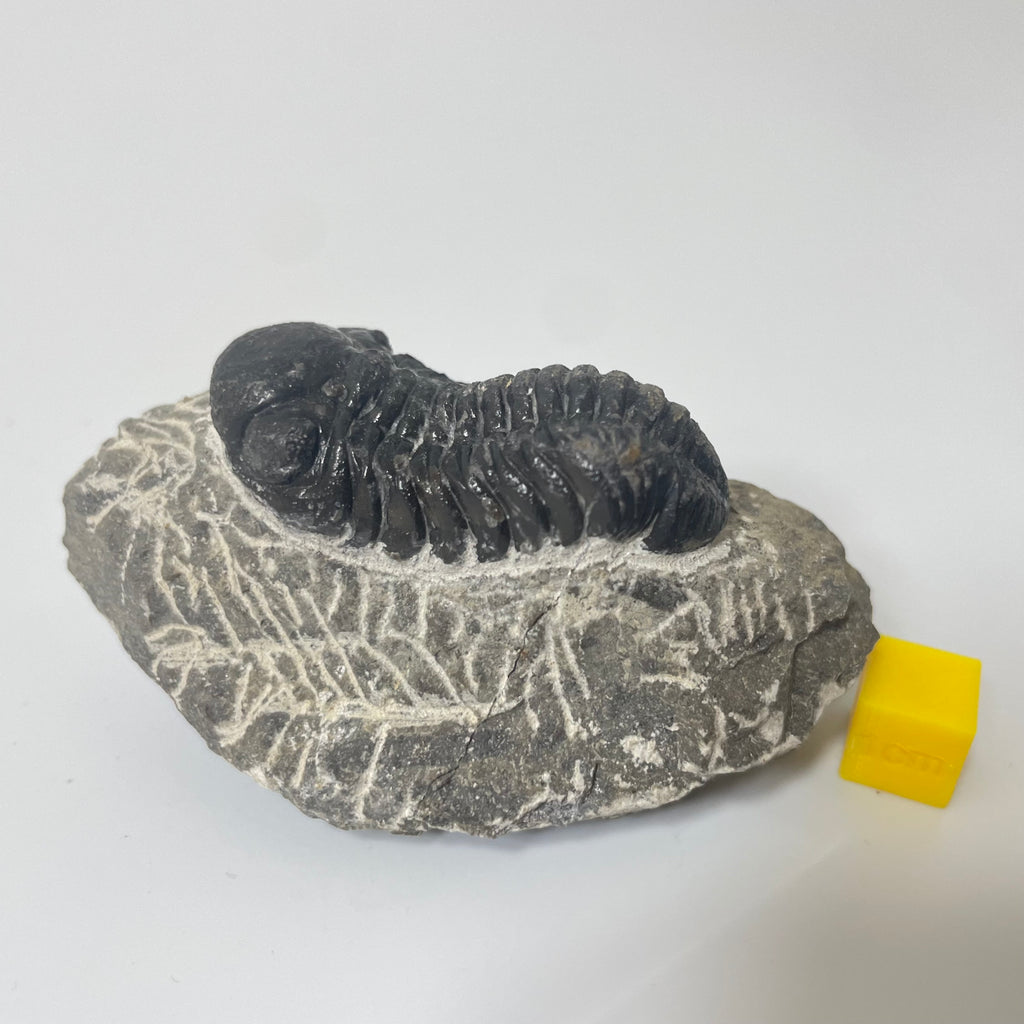 Phacops Trilobite