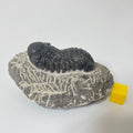 Phacops Trilobite