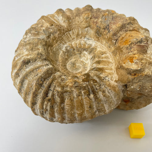 Ammonite From Agadir Morocco