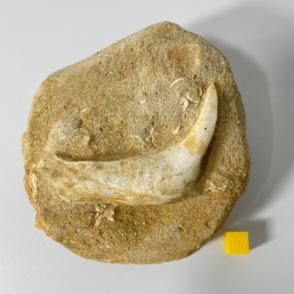 Enchodus Jaw Section Fossil - Extinct Predatory Fish In Original Matrix 110mm