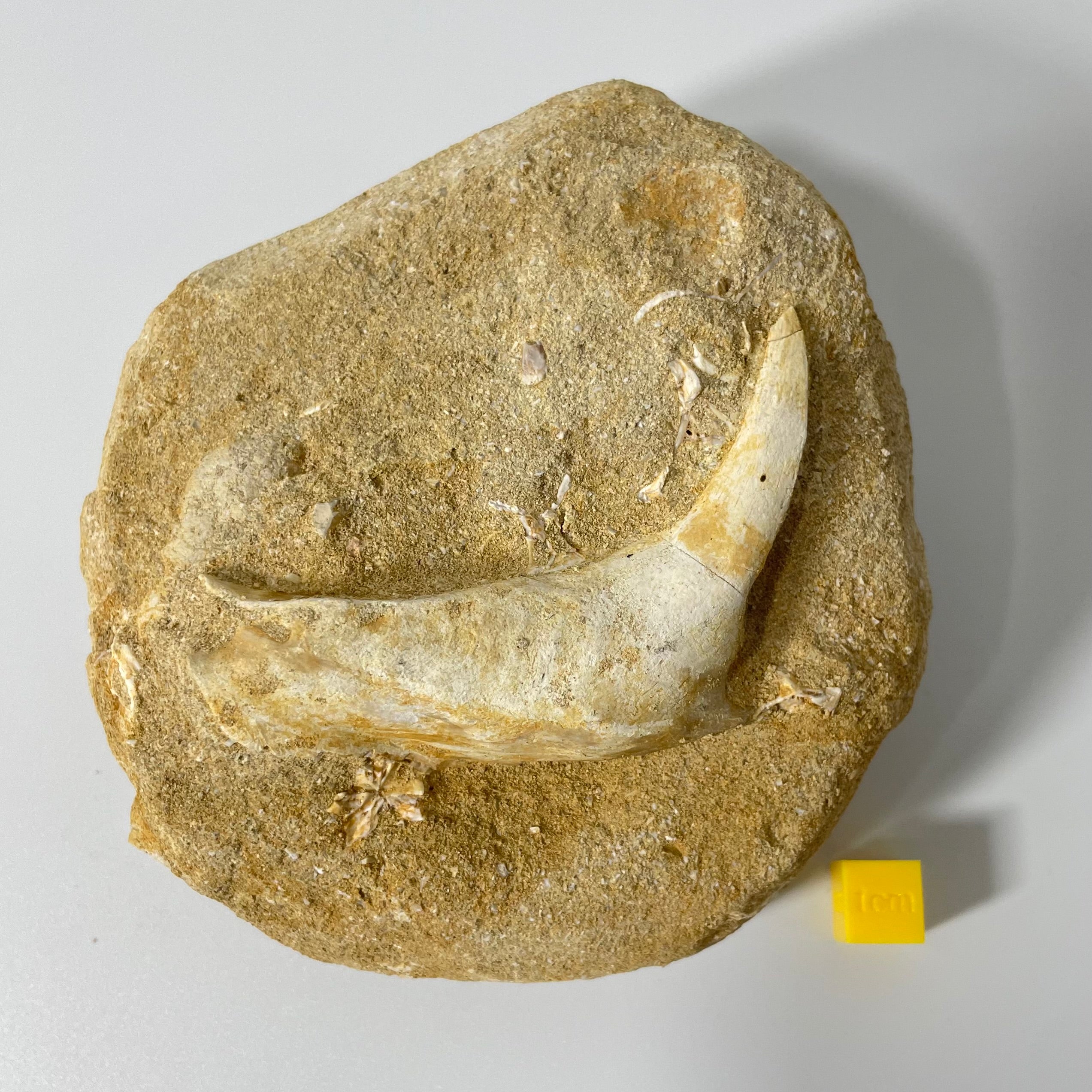 Enchodus Jaw Section Fossil - Extinct Predatory Fish In Original Matrix 110mm