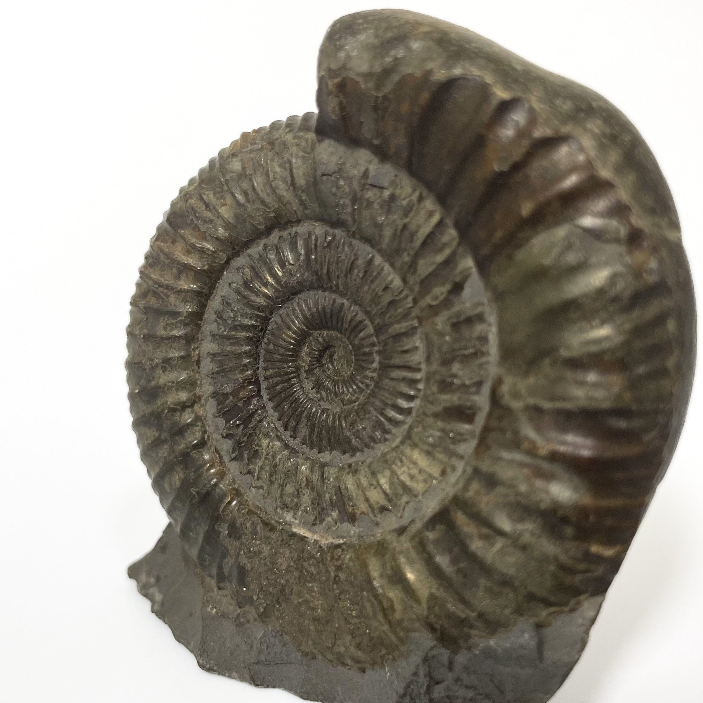 Dactylioceras Ammonite - Whitby