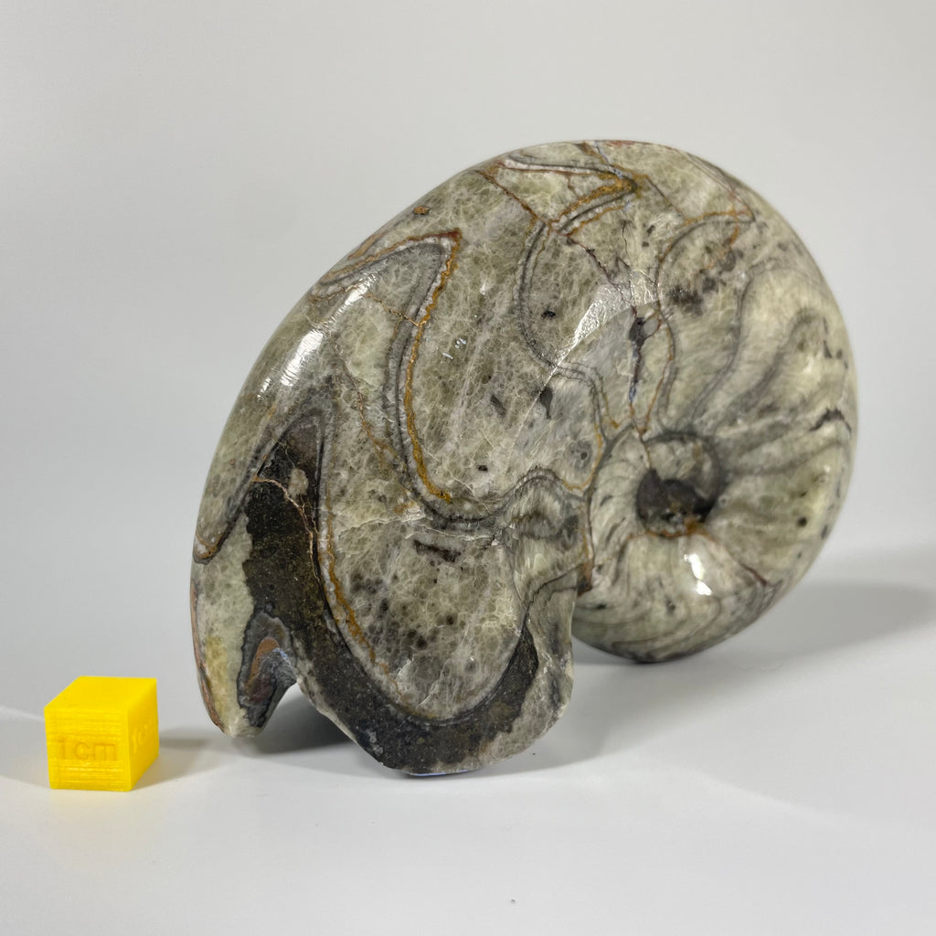 Polished Goniatite 11cm