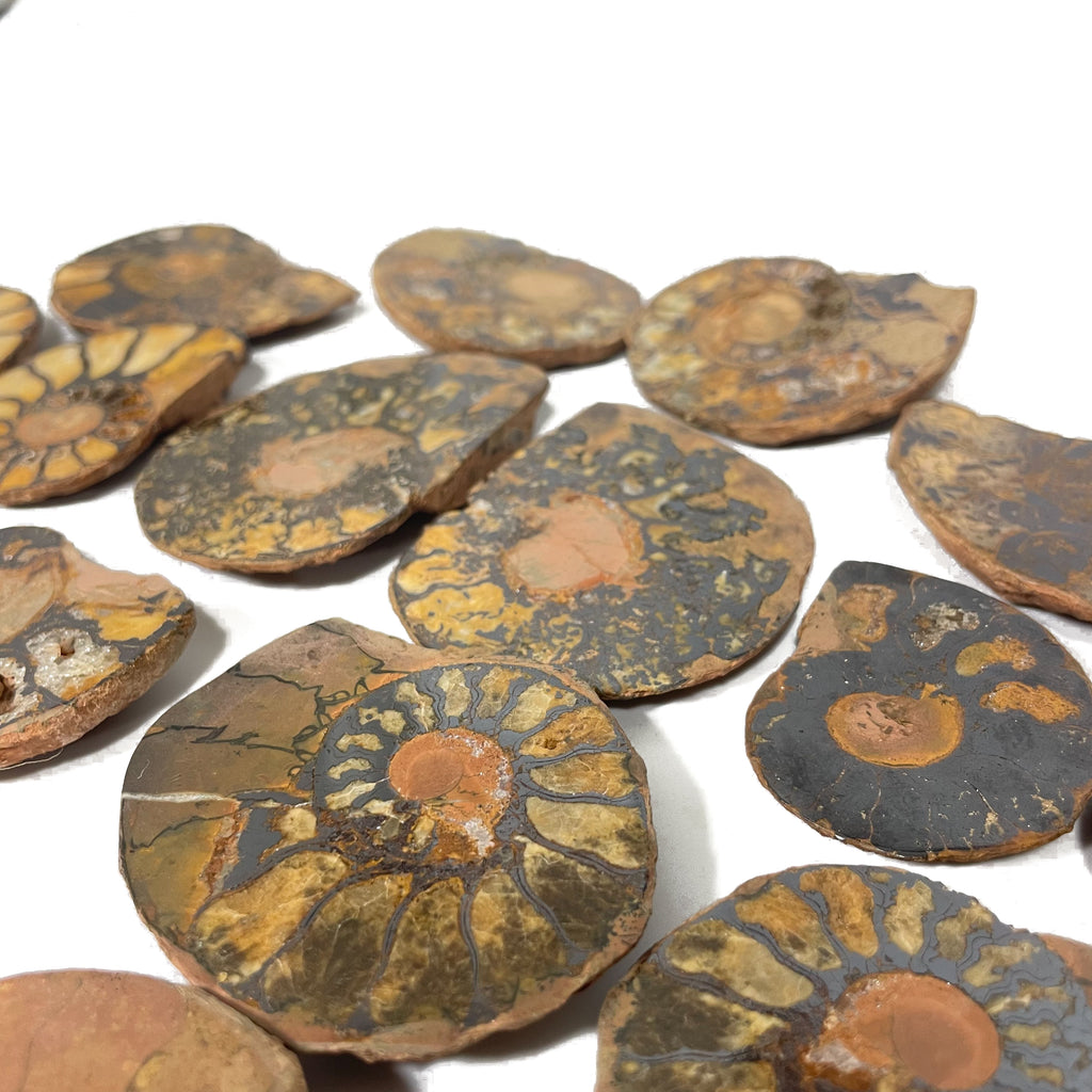 Polished Ammonite Pairs