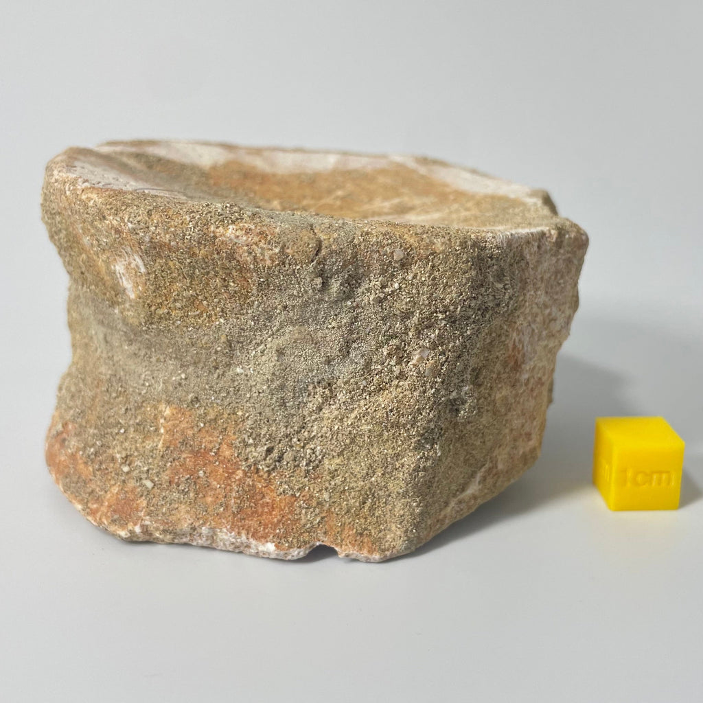 Elasmosauridae Plesiosaur Vertebrate - 75mm - Exact Specimen