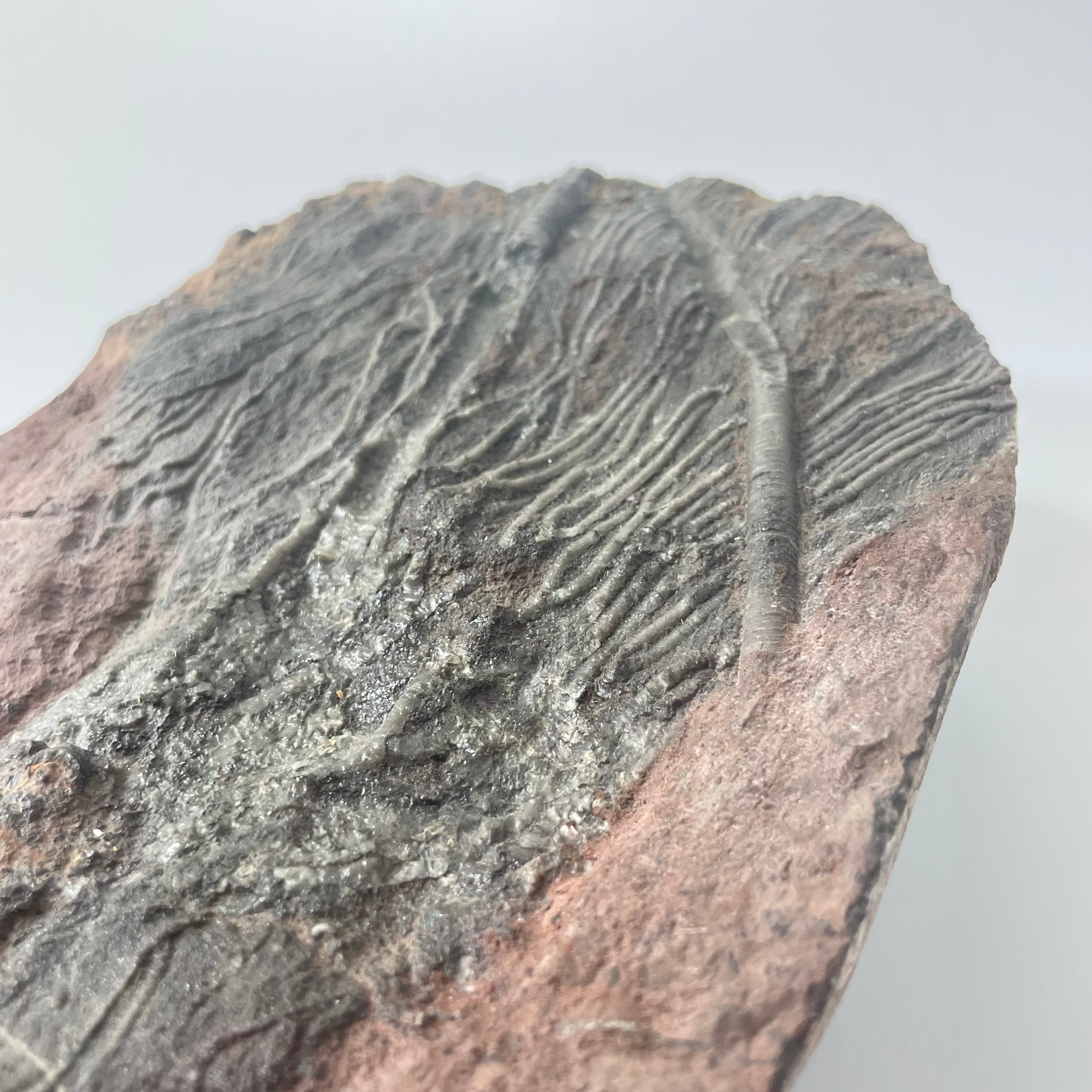 Crinoid Head on Slab