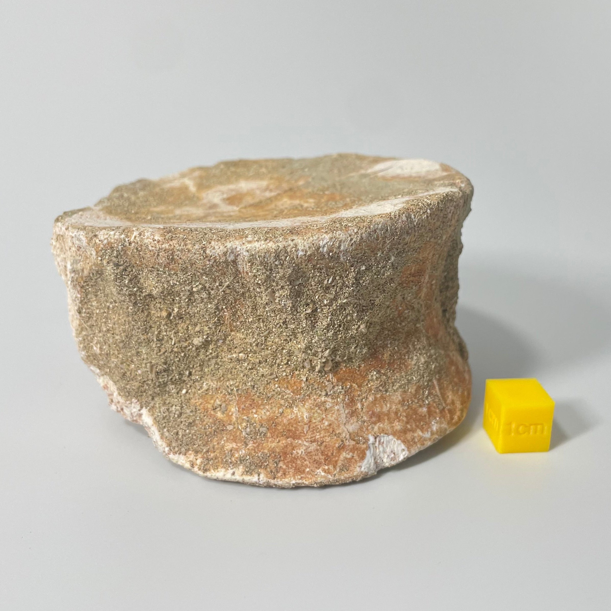 Elasmosauridae Plesiosaur Vertebrate - 75mm - Exact Specimen