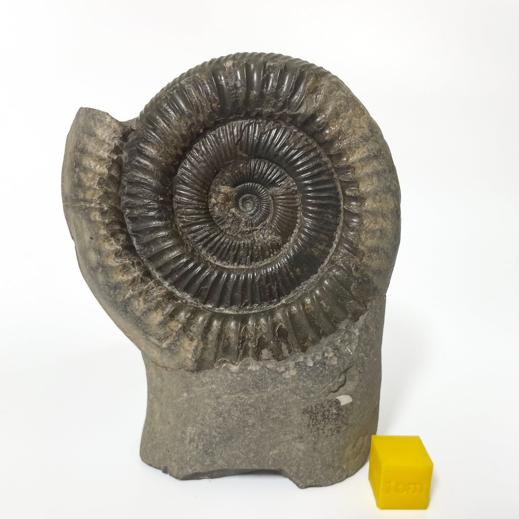 Dactylioceras Ammonite - Whitby