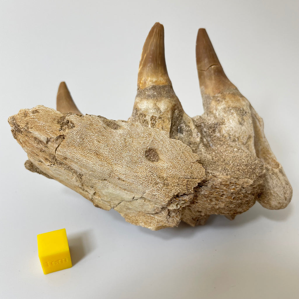 Mosasaur Jaw Section