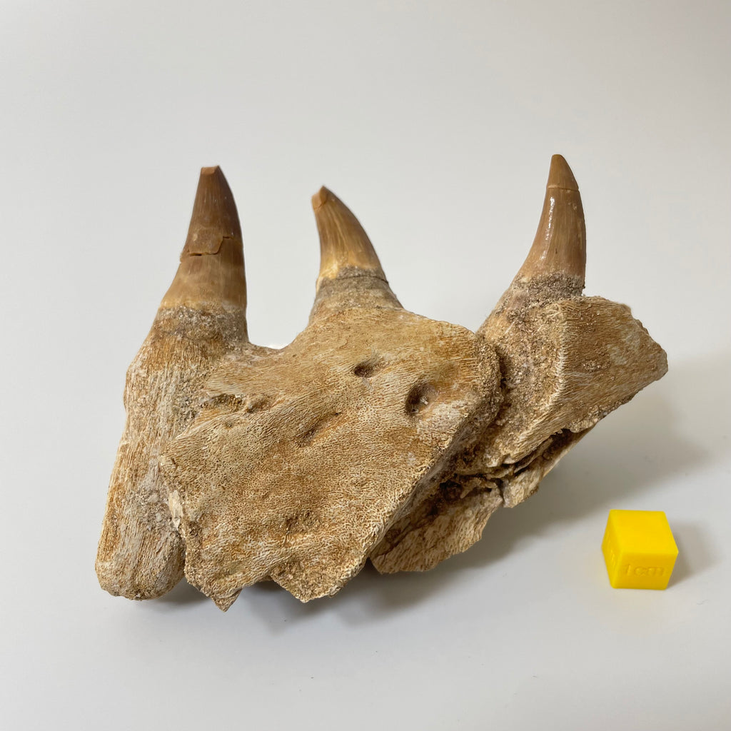 Mosasaur Jaw Section