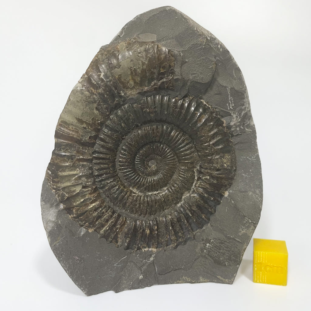 Dactylioceras Ammonite - Whitby