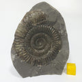 Dactylioceras Ammonite - Whitby