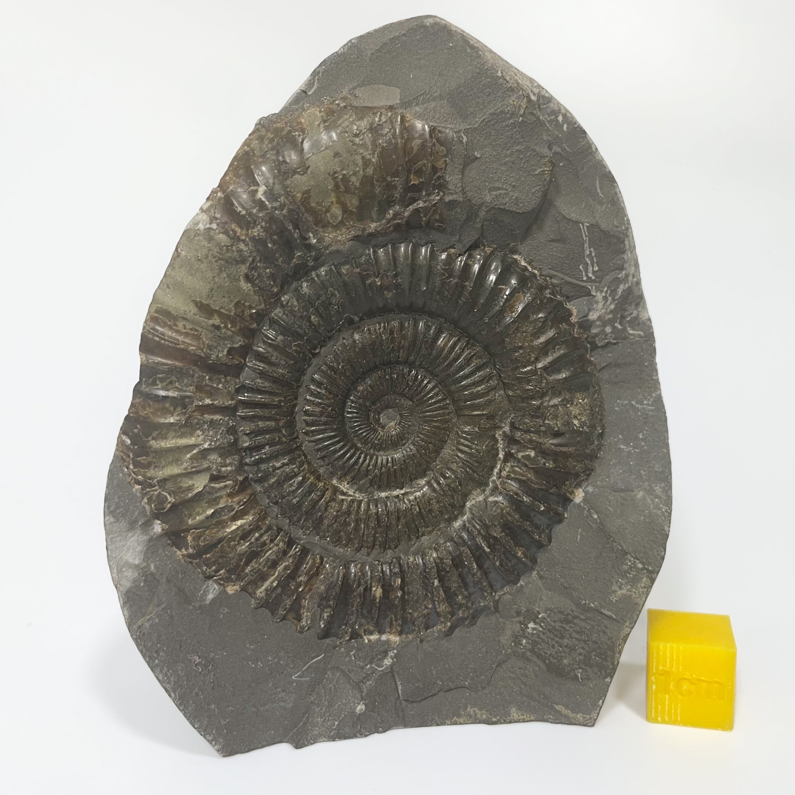 Dactylioceras Ammonite - Whitby