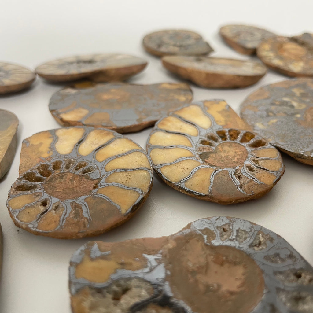 Polished Ammonite Pairs
