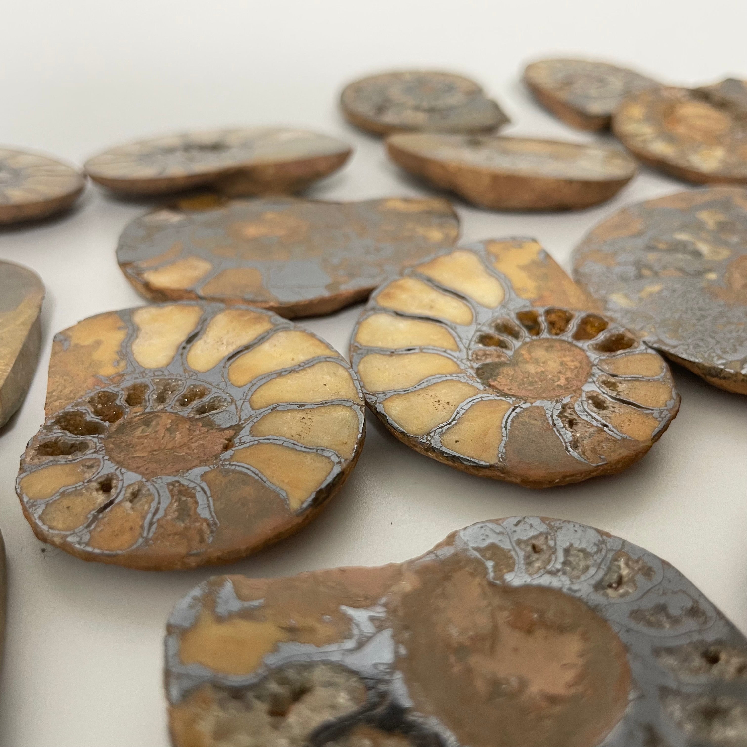 Polished Ammonite Pairs