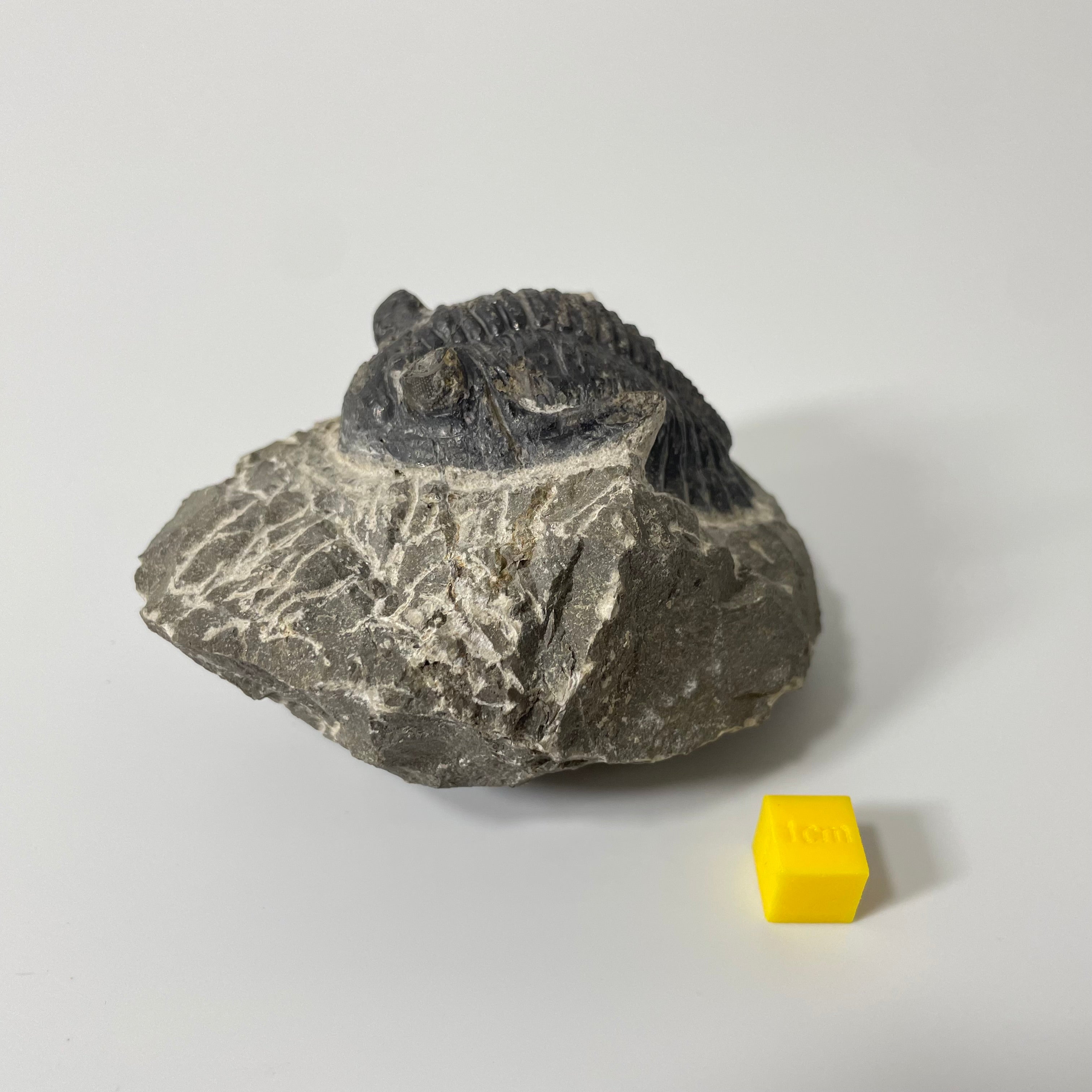 Hollardops Trilobite Fossil