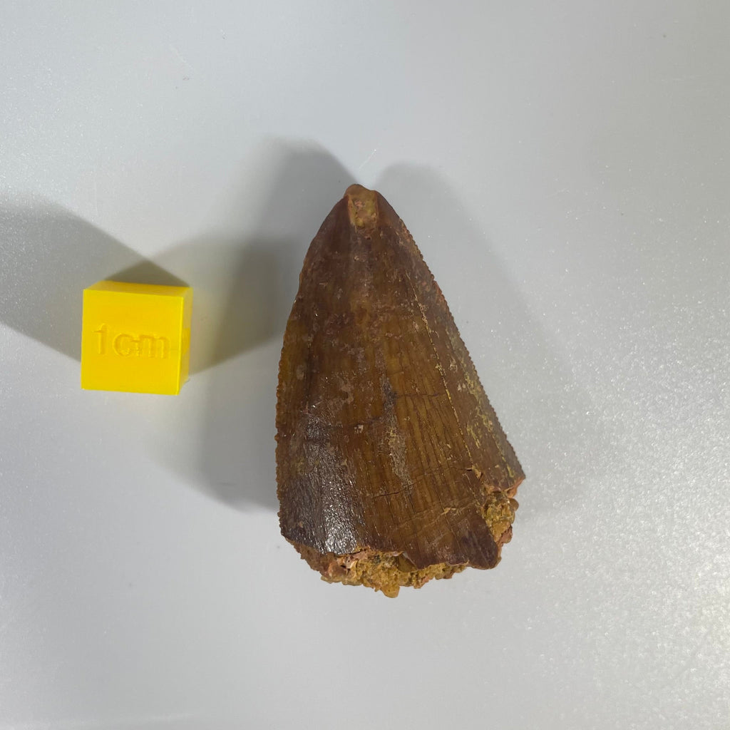 Carcharodontosauridae Tooth 50mm