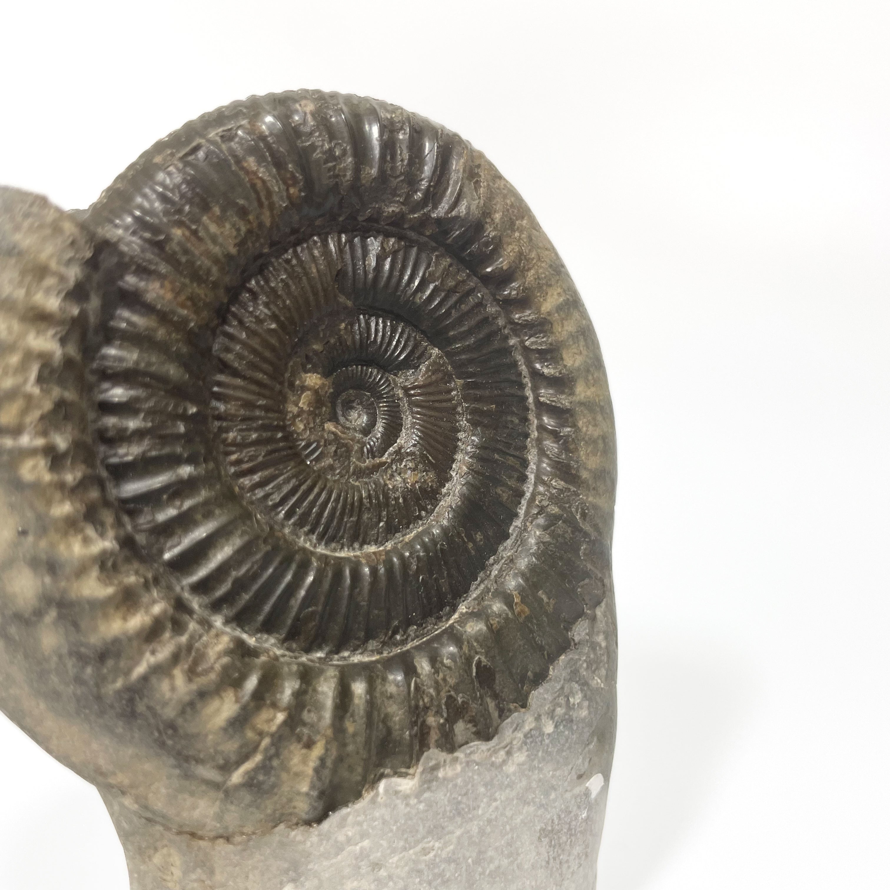 Dactylioceras Ammonite - Whitby