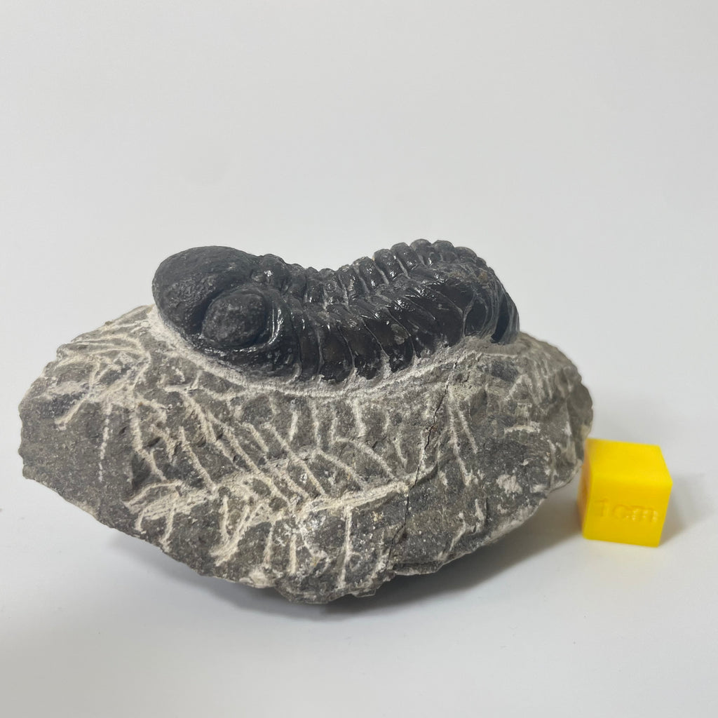 Phacops Trilobite