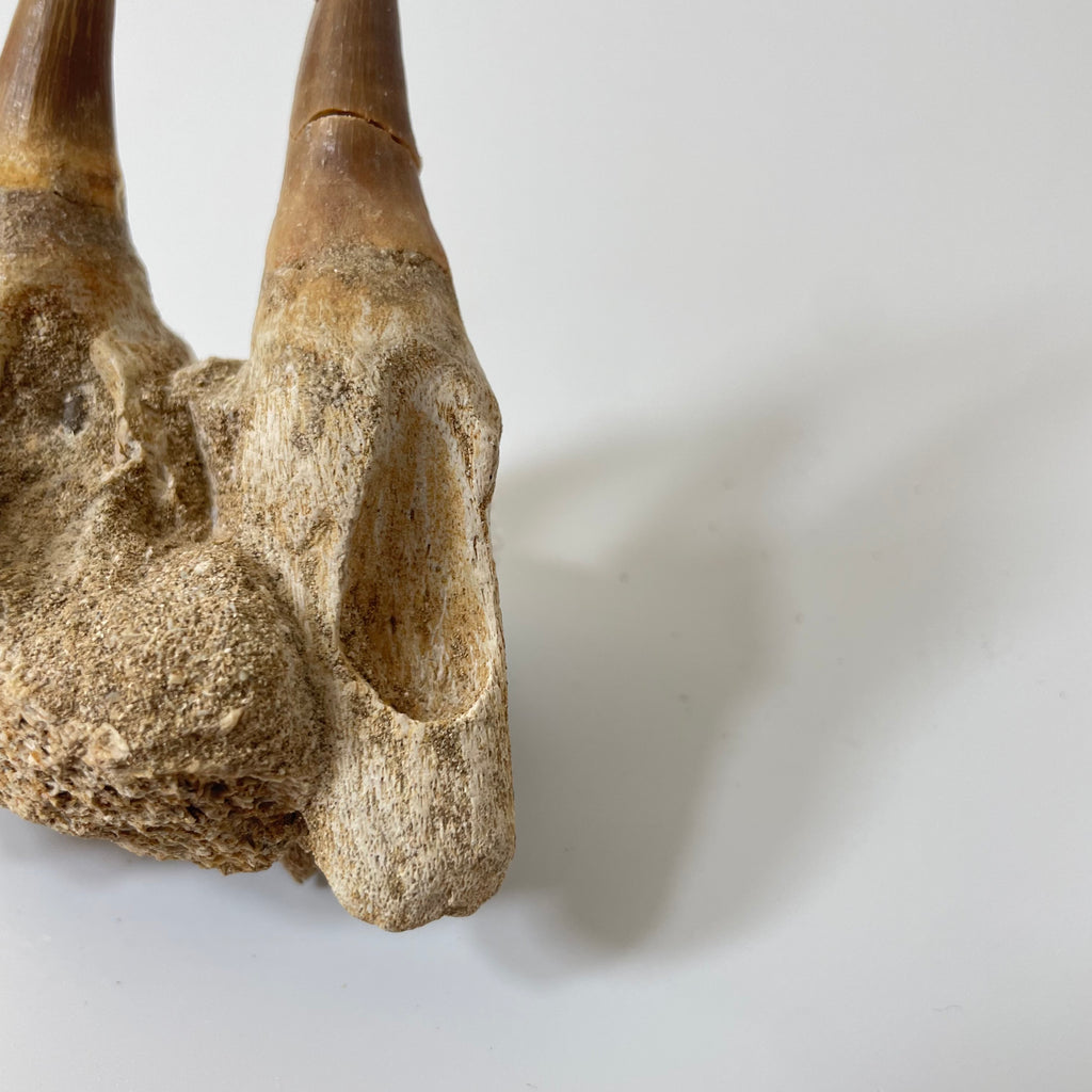 Mosasaur Jaw Section