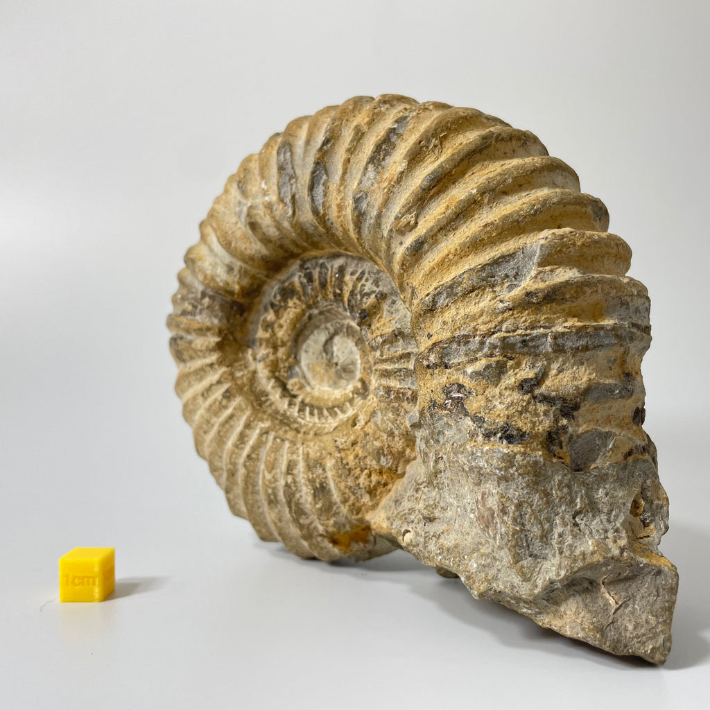 Large Ammonite From Agadir Morocco
