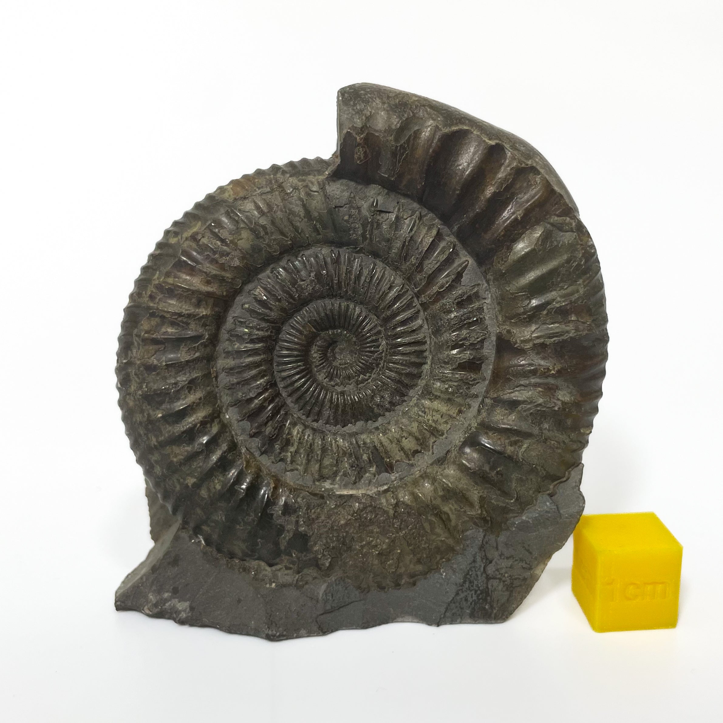 Dactylioceras Ammonite - Whitby
