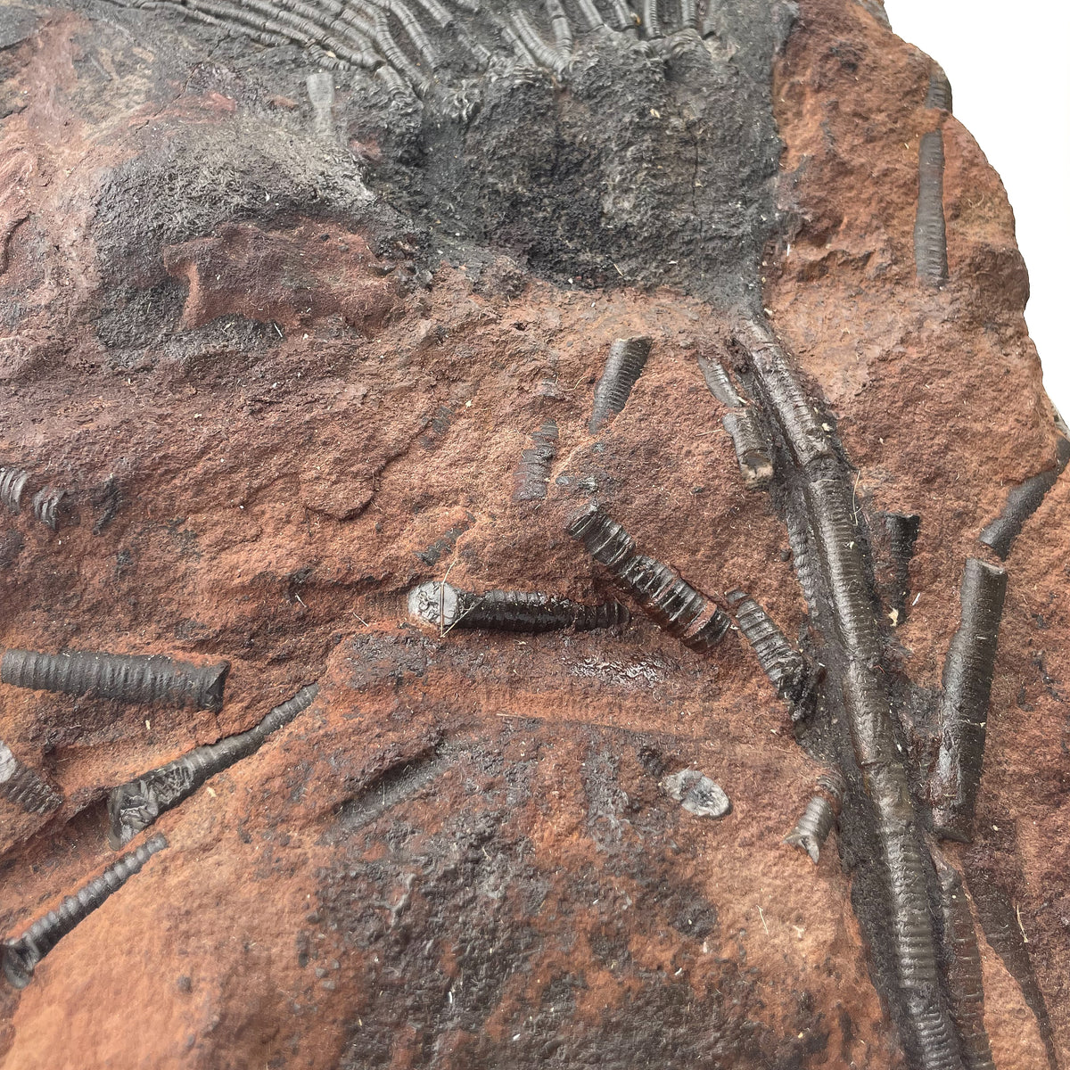Crinoid Head - Mahoumacrinus - With Stand