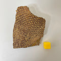 Graptolite Fan